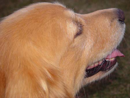 Harvest Moon Festival 029